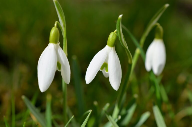 A vibrant close-up of three snowdrops (Galanthus nivalis) in spring bloom outdoors.